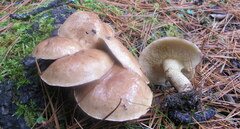 Suillus acidus