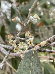 Eucalyptus tenuiramis