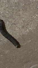 Belocaulus angustipes