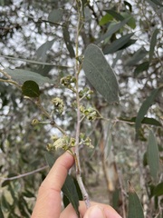 Eucalyptus tenuiramis