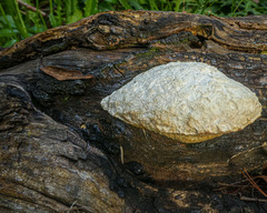 Laetiporus portentosus