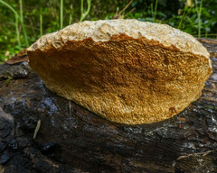 Laetiporus portentosus