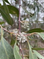 Eucalyptus tenuiramis