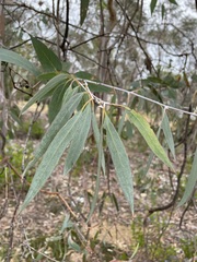 Eucalyptus tenuiramis