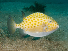 Anoplocapros inermis