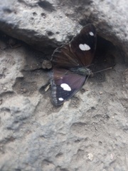 Diaethria bacchis