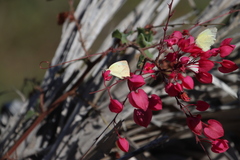 Abaeis mexicana