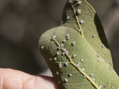 Aleuroplatus coronata