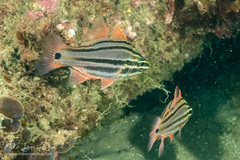 Ostorhinchus limenus