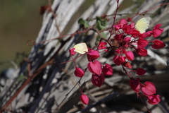 Abaeis mexicana