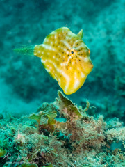 Brachaluteres jacksonianus