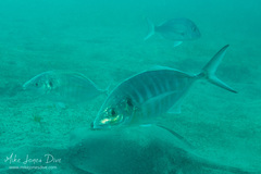 Pseudocaranx georgianus