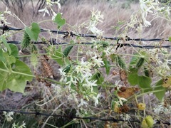 Echinopepon pubescens