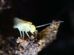 Caeciliusidae