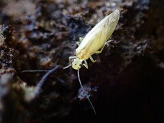 Caeciliusidae