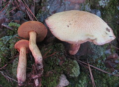Suillus hirtellus