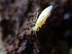 Caeciliusidae