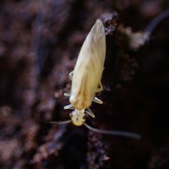 Caeciliusidae