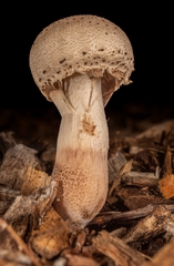 Leucoagaricus meleagris