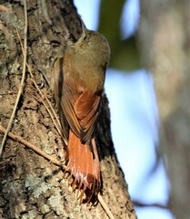 Sittasomus griseicapillus