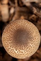 Leucoagaricus meleagris