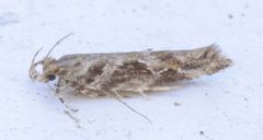 Aristotelia fungivorella