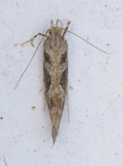 Aristotelia fungivorella