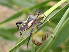 Mictis profana