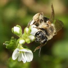 Andrena rugosa