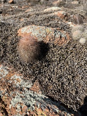 Echinocereus reichenbachii baileyi