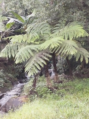 Alsophila spinulosa