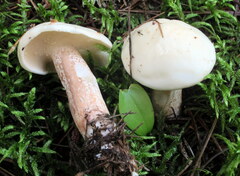 Suillus placidus