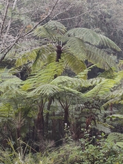 Alsophila spinulosa