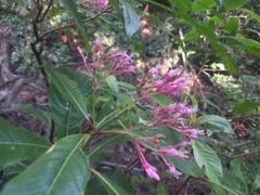 Fuchsia arborescens