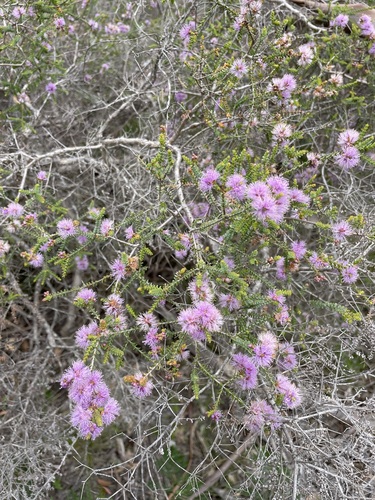 Image of Melaleuca gibbosa by (c) Matt Berger, some rights reserved (CC BY)