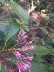 Fuchsia arborescens