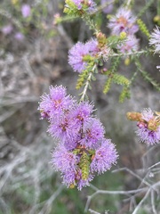 Melaleuca gibbosa