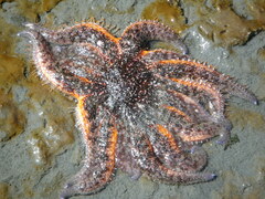 Pycnopodia helianthoides