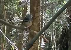 Rhipidura fuliginosa fuliginosa