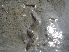 Pholis ornata
