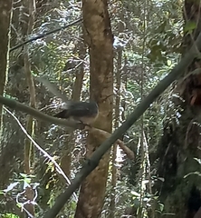 Rhipidura fuliginosa fuliginosa