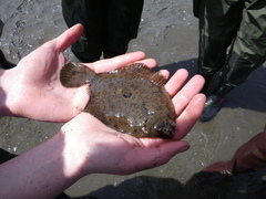 Pleuronichthys coenosus