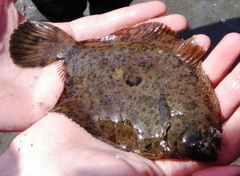 Pleuronichthys coenosus