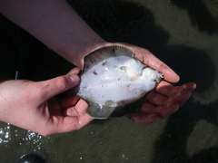 Pleuronichthys coenosus