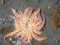 Pycnopodia helianthoides