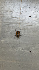 Chondropyga dorsalis