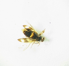 Eanus maculipennis