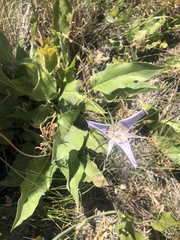 Calochortus macrocarpus
