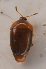 Sericoderus