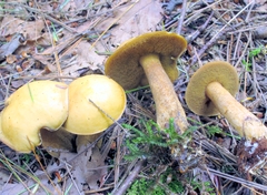 Suillus punctipes